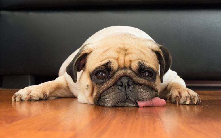 One common reason why dogs lick the carpet is because they are bored.