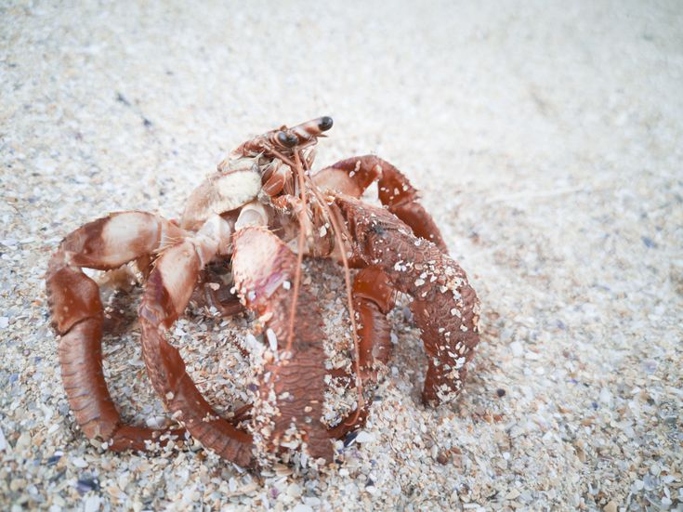 One common reason why hermit crabs may come out of their shell is because there is foreign material in the shell.