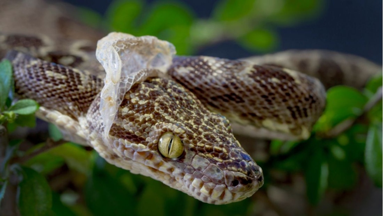 One common reason why snakes may have difficulty shedding is due to improper humidity levels.