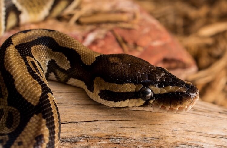 One common reason why snakes may not shed is if the humidity levels are not at the recommended levels.