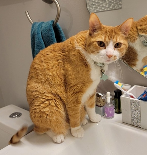 One common reason your cat might be peeing in the sink is that they simply prefer a vertical surface to a horizontal one.