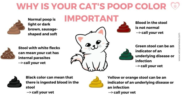 One common reason your kitten may smell like poop is if they have intestinal parasites.