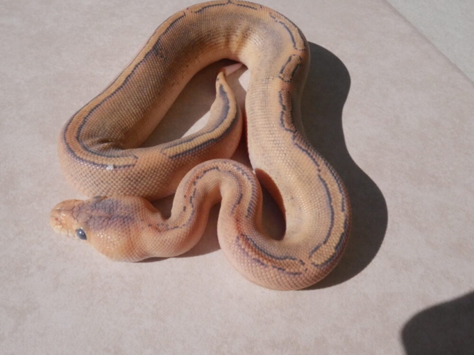 One common reason your snake may not be shedding is that it does not have enough humidity in its enclosure.
