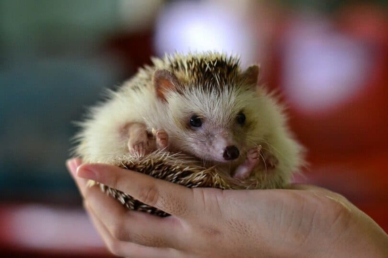One common sign of illness in hedgehogs is a sudden decrease in activity levels.