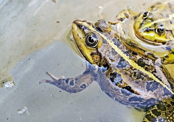 One factor to consider when determining whether frogs and turtles can live together is their feeding schedule.