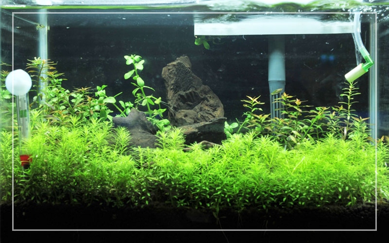 One filter can efficiently clean the water for multiple fish tanks.