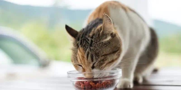 One of the main reasons to soften your cat's dry food is to make it easier for them to digest.
