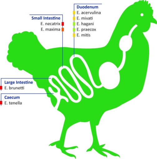 One of the most common infectious causes of death in chickens is coccidiosis.