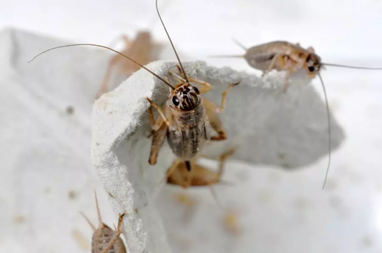 One of the reasons your crickets may be eating each other is due to humidity issues.