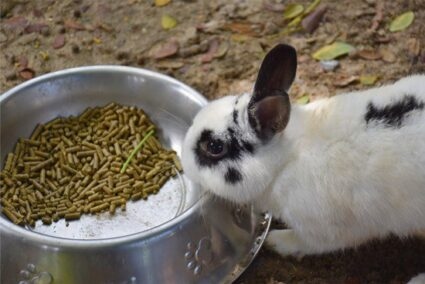 One possible cause of a rabbit not pooping is early indigestion symptoms.