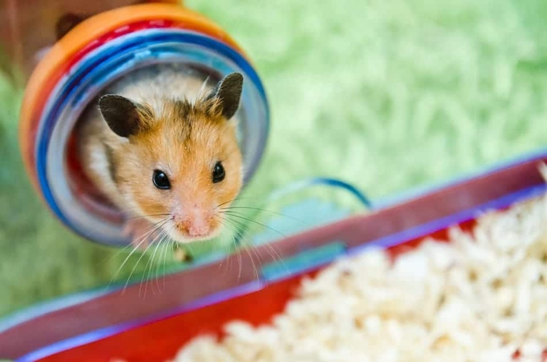 One possible reason for a hyper hamster is boredom.