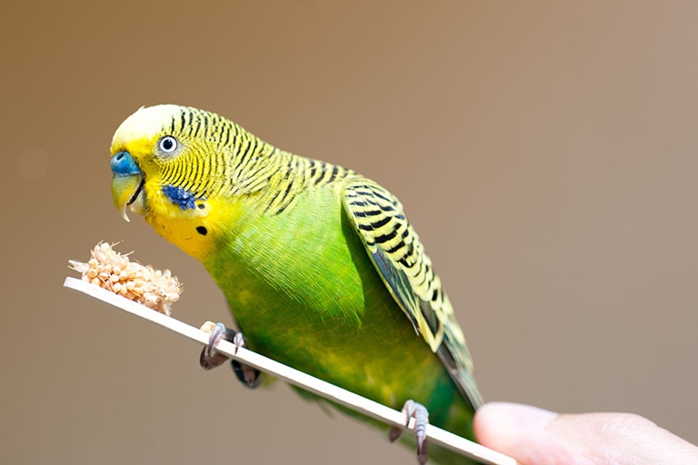 One possible reason for budgie fighting is stress.