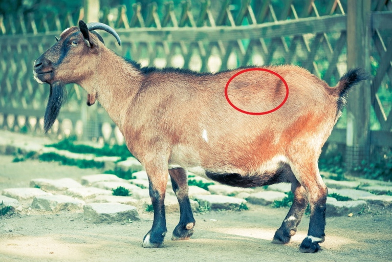 One possible reason for goat death is bloat.