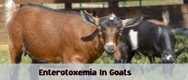 One possible reason for goats dying is enterotoxemia.