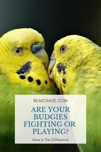 One possible reason for your budgies fighting could be that they are both showing signs of aggression.