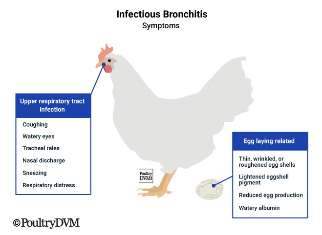 One possible reason for your chickens dying is bronchitis.
