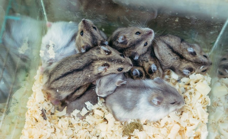 One possible reason hamsters eat each other is lack of experience.