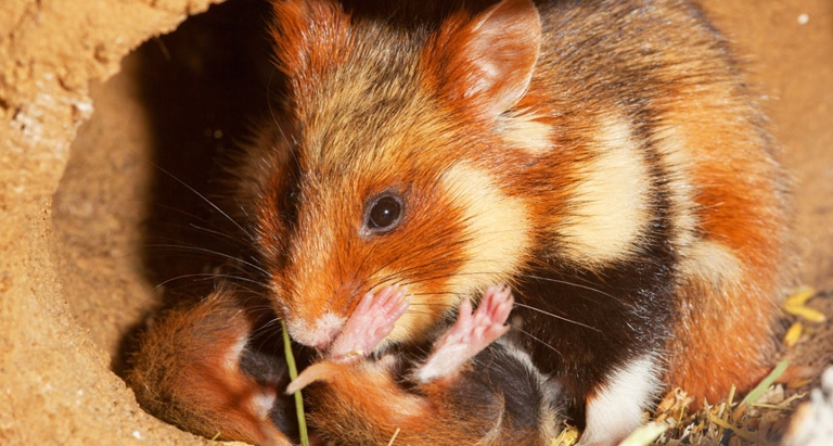 One possible reason hamsters eat each other is that they are on the wrong diet.