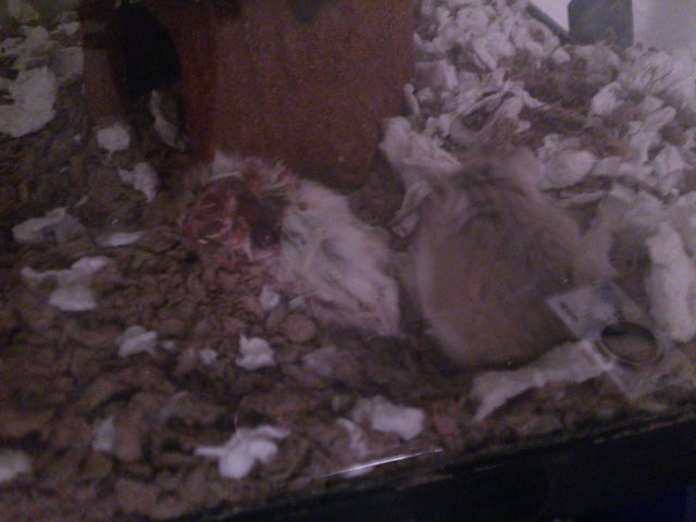 One possible reason hamsters eat each other is to establish dominance in the cage.