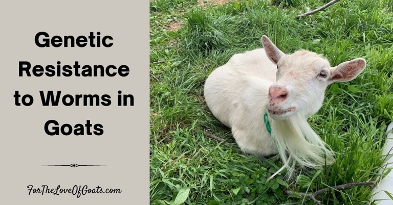 One possible reason why your goats may be dying is because of parasites.