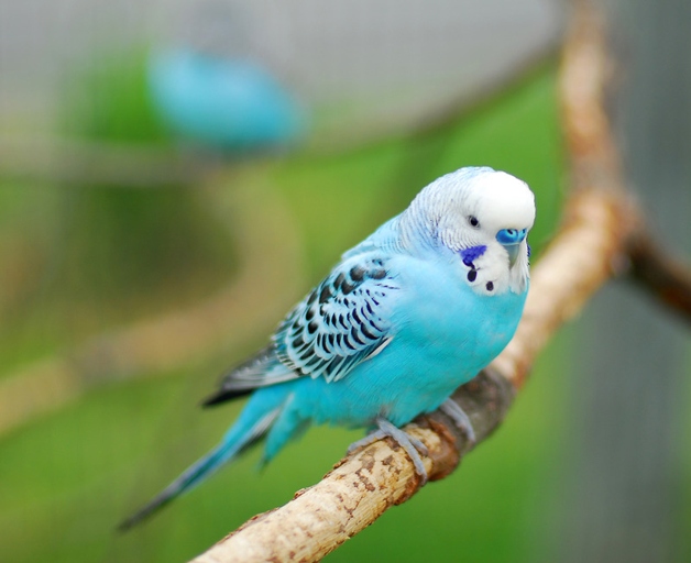 One possible reason your budgies may be fighting is if they are not getting enough playtime.