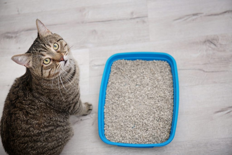 One possible reason your cat is peeing in the sink is because they are getting older and have arthritis which makes it difficult for them to squat in the litter box.