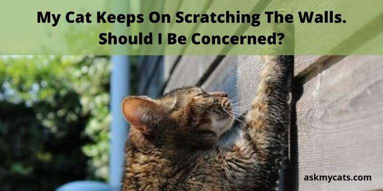 One possible reason your cat is scratching the wall is that they are experiencing balance issues.