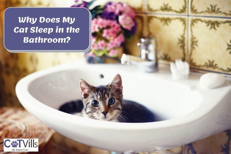 One possible reason your cat sleeps in the bathroom is because they enjoy the smell.