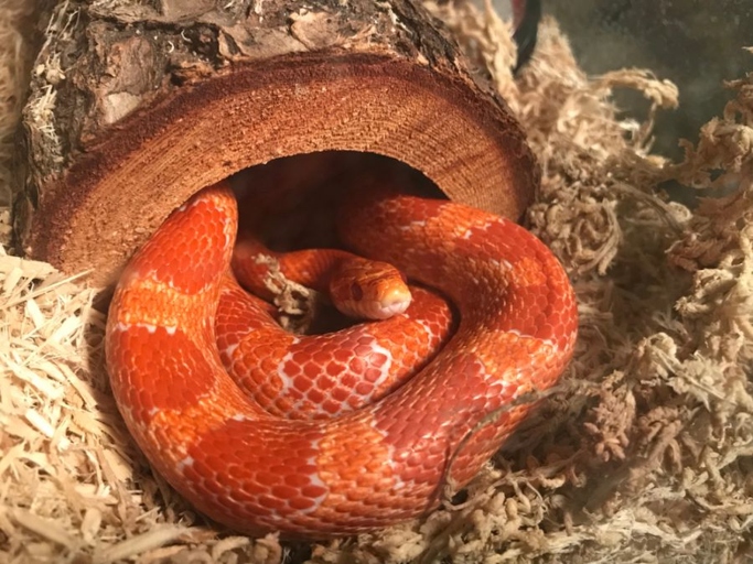 One possible reason your corn snake smells bad is that it is not being properly cared for.