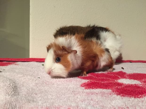 One possible reason your guinea pig may be dying is due to diarrhea and bloody urine.