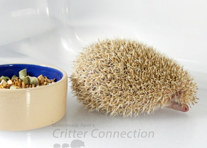 One possible reason your hedgehog is not eating is that it does not have access to clean water.