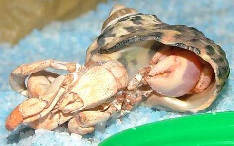 One possible reason your hermit crab is upside down is that it is molting.