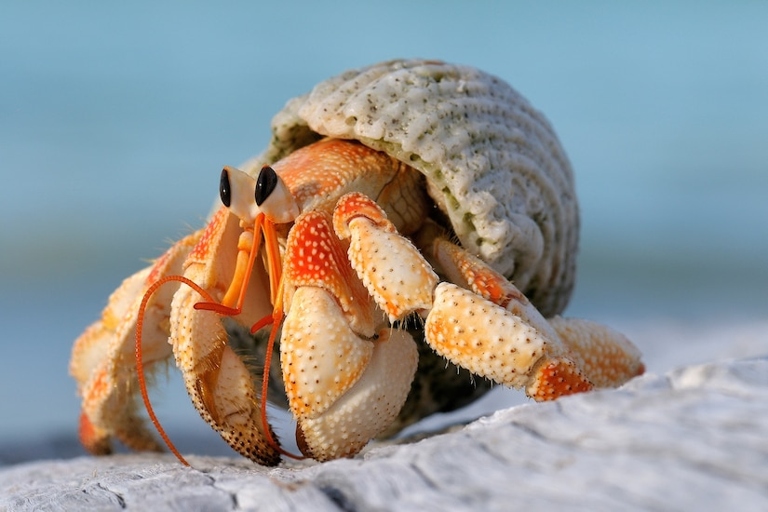 One possible reason your hermit crab is upside down is that it is not in a humid enough environment.