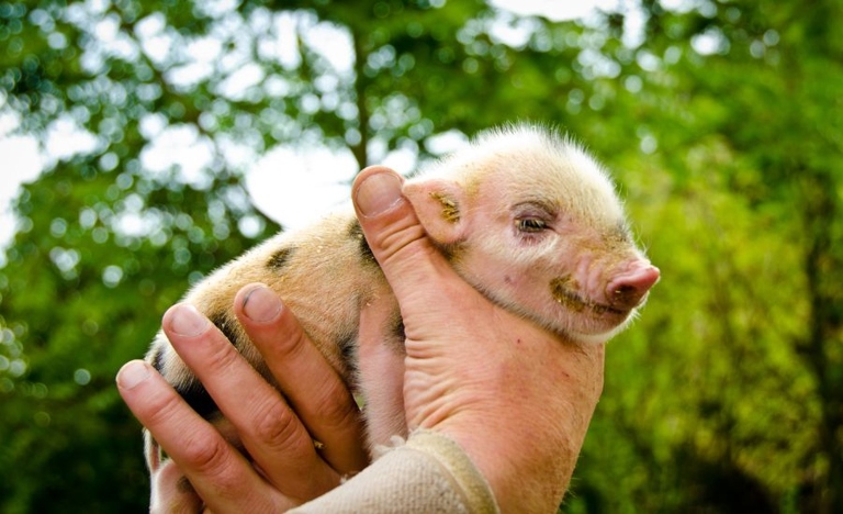 One possible reason your mini pig is foaming at the mouth is that they are in pain.
