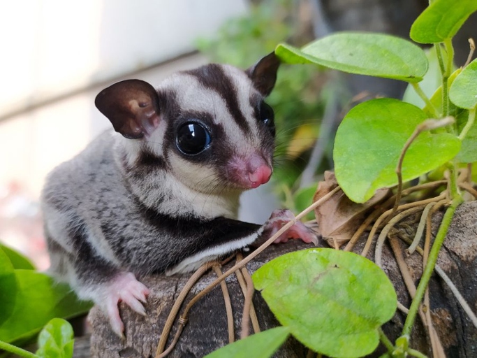 One possible reason your sugar glider is not eating is an improper or repetitive diet.