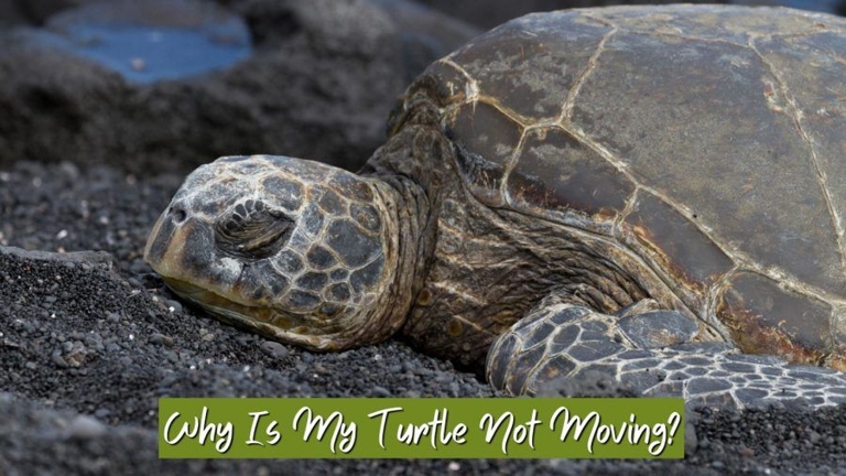 One possible reason your turtle is not moving is that it is experiencing issues with its feces.