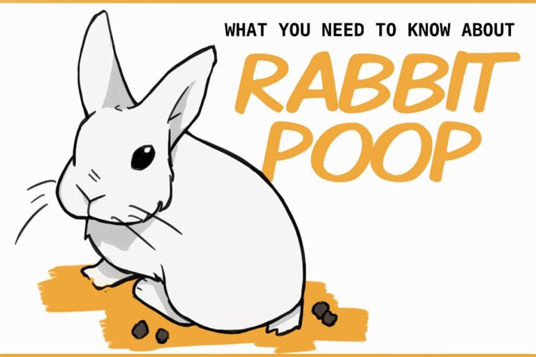 One potential cause of a rabbit not pooping is stress.