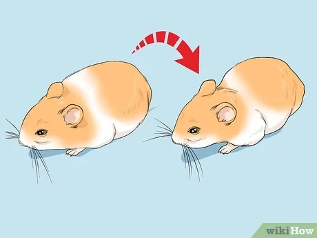 One potential reason for a hamster not opening its eyes is diabetes.