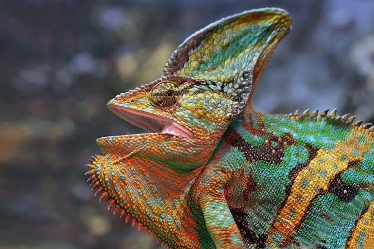 One potential reason your chameleon is hanging upside down is that it's trying to regulate its body temperature.