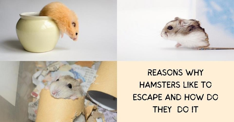 One potential reason your hamster is trying to escape is that it's stressed.