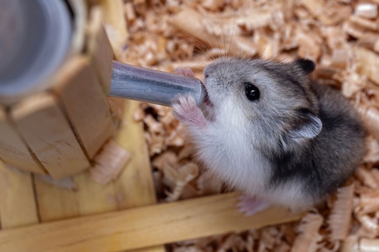 One potential reason your hamster may be losing weight is due to a vitamin deficiency.