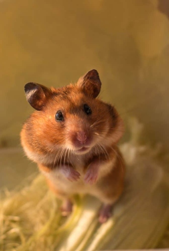 One potential reason your hamster may be losing weight is that it has an underlying health condition.