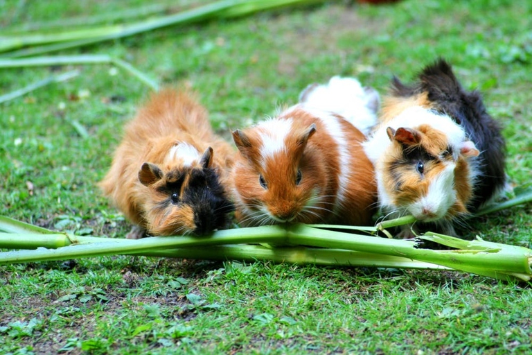 One problem that can arise with a guinea pig's health is if they stop eating hay.
