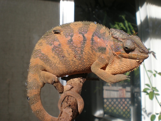 One problem that can occur with female chameleons is that they may stop eating.