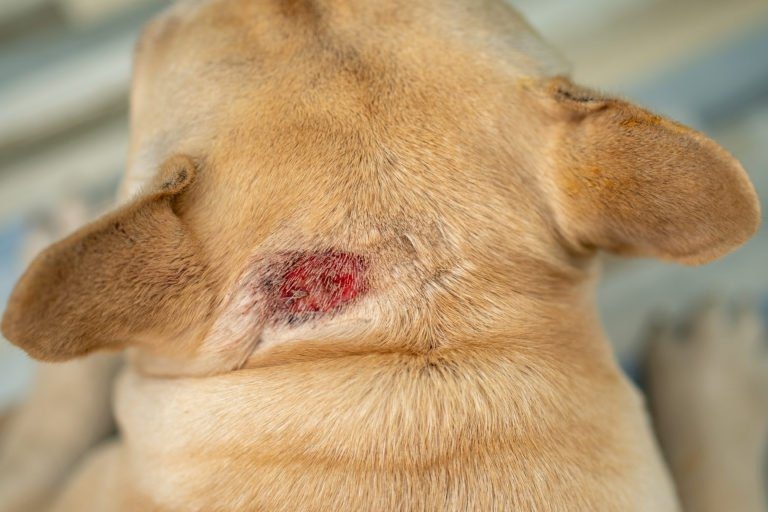 One reason a dog's neck wound may itch is because of allergies.