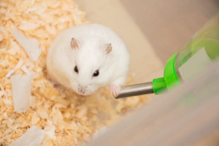 One reason a hamster may not be drinking water is if it can't smell or taste it.