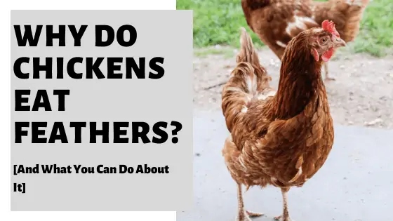 One reason chickens eat feathers is because they are an easy way to get protein.