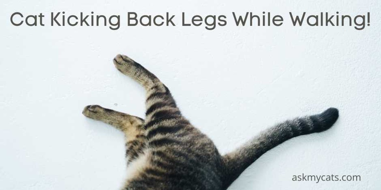 One reason for a cat kneading with their back legs shaking could be that they are playing.