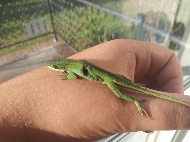 One reason green anoles may turn brown is due to parasites.