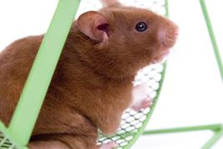 One reason hamsters may eat each other is for protection of their territory.